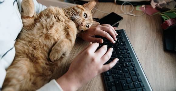 Vindt je kat het leuk om je te storen tijdens videocalls? “Dat is pure liefde”, zegt kattengedragstherapeut
