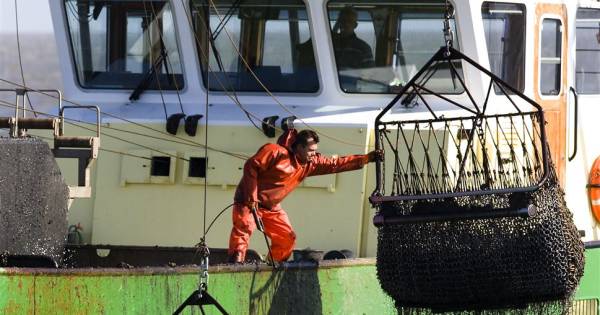 Mosselzaad is er nu zo veel, dat lang niet alles wordt opgevist - PZC