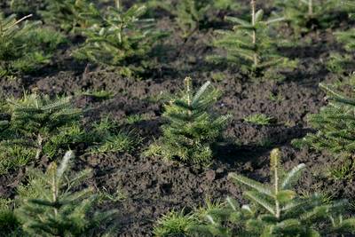Vanaf morgen liggen de eerste kerstbomen in de winkel