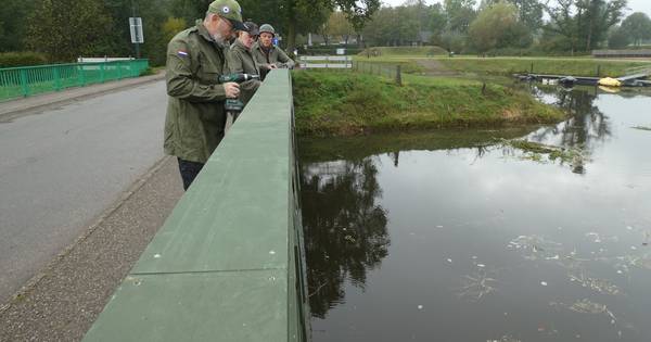 Gasthuisbrug Esch verkleed als houten Baileybrug voor 75 jaar bevrijding - BD.nl