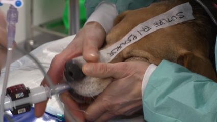 5. Clinique des animaux : soigner à tout prix