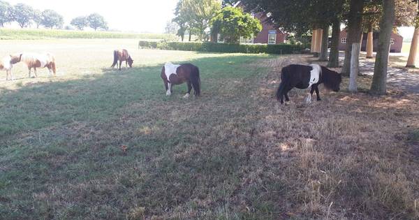 Pony's verdwaald bij Zenderen