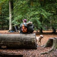 Laatste 10 jaar 2.800 hectare bos gekapt in Vlaanderen: Groen eist strengere regels, minister Brouns ‘stapt niet mee in dat extremisme’