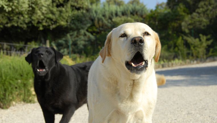 Moet Ik De Buren Aanspreken Op Blaffende Honden De Volkskrant