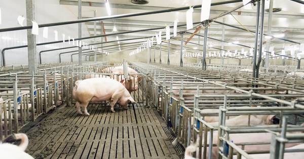 Minister verslikt zich weer in stikstofmaatregel: opkopen varkensbedrijven levert veel minder op - T