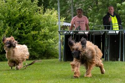Windhonden knallen zonder publiek met duizelingwekkende snelheid uit de startblokken in Velp
