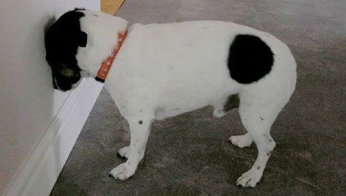 Hond Staat Steeds Met Kop Tegen Muur Hoe Erg Is Dat Nieuws Ad Nl