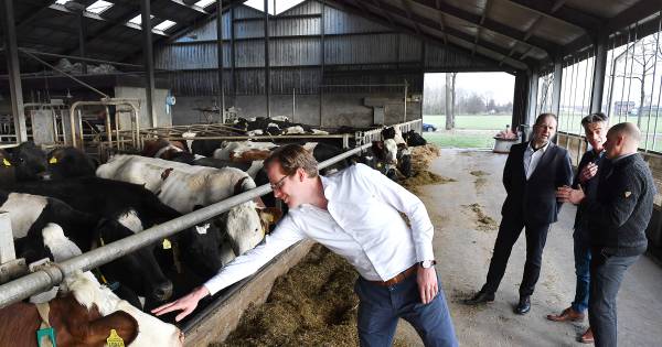 Gedeputeerde Van der Maat komt koeien aaien en praten met melkveehouder in Westerbeek