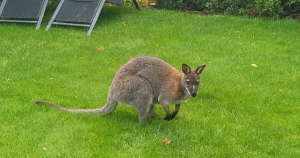 Wallaby hopt erop los in Elshout: 'Niet iets wat we elke dag meemaken' - BD.nl