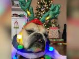 "Grumpy dog" se met dans l'ambiance pour Noël