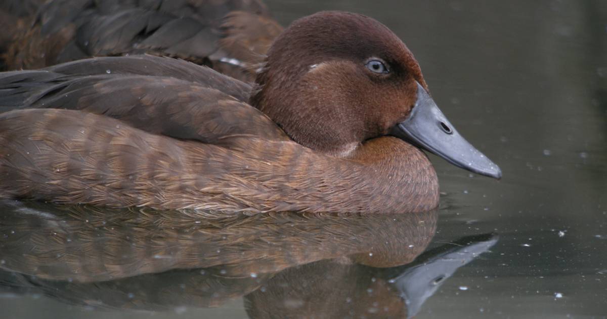 Zeldzaamste vogel ter wereld met uitsterven bedreigd Dieren hln.be