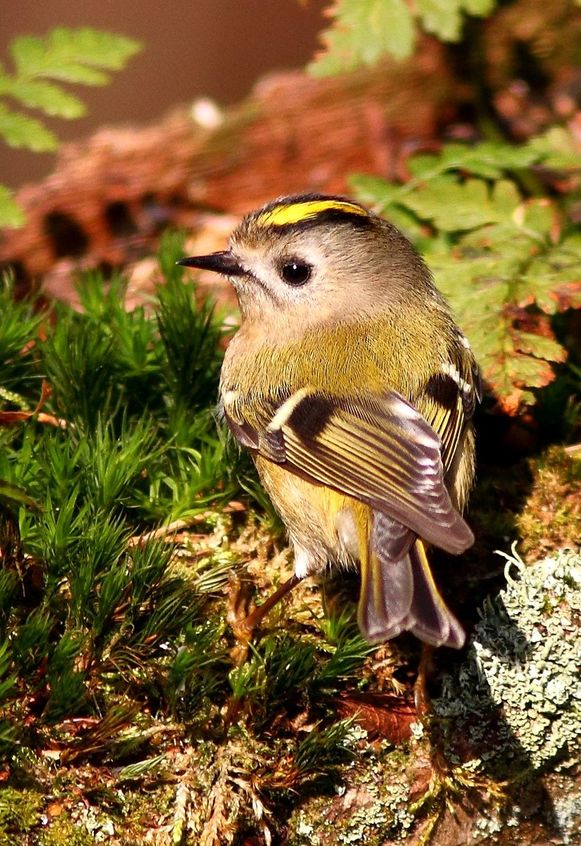 De kbv een klein, bruin vogeltje
