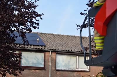 Kip zit klem tussen zonnepanelen op dak in Zevenaar