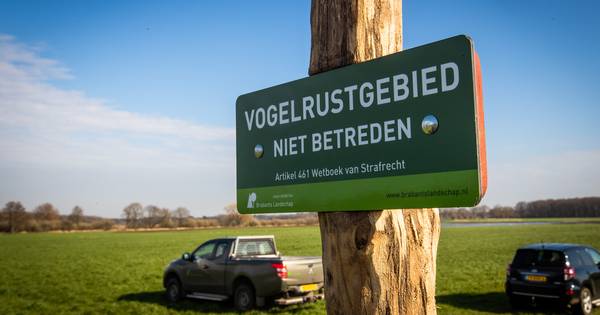 Een veilige haven voor weidevogels in Zuidoost-Brabant - Eindhovens Dagblad