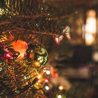 Zóveel ongedierte zit er in een echte kerstboom