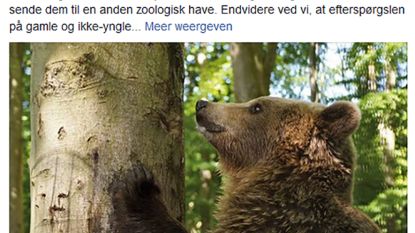 Deense dierentuin doodt onbruikbare beren