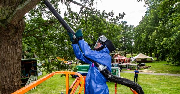 Hoe lang hebben we nog last van de eikenprocessierups? - Tubantia