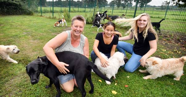 80 honden houden 'a way of life' voor Debby uit Langeveen - Tubantia