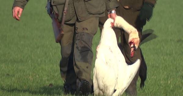 Zwanenschietende jagers worden bedreigd | Alphen - AD.nl