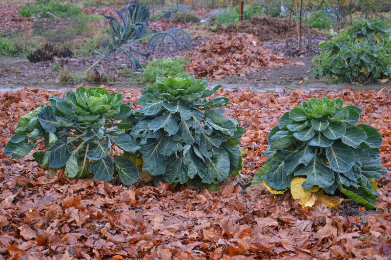 Er is iets merkwaardigs aan de wintertuin. Nu de blaadjes gevallen zijn en de bloemen verwelkt, veert de moestuin ineens op en vallen er verrassend veel lekkere wintergroenten te oogsten. ‘Eeuwige’ of doorlevende groenten zijn ideaal voor luie tuiniers. Je plant ze één keer en oogst er jaar na jaar van. Ook je stress voor lentevorst, nattigheid of slakken en rupsen is voorbij, want het zijn de diehards van de moestuin. Meer advies voor onderhoud van je tuin lees je in ons dossier.