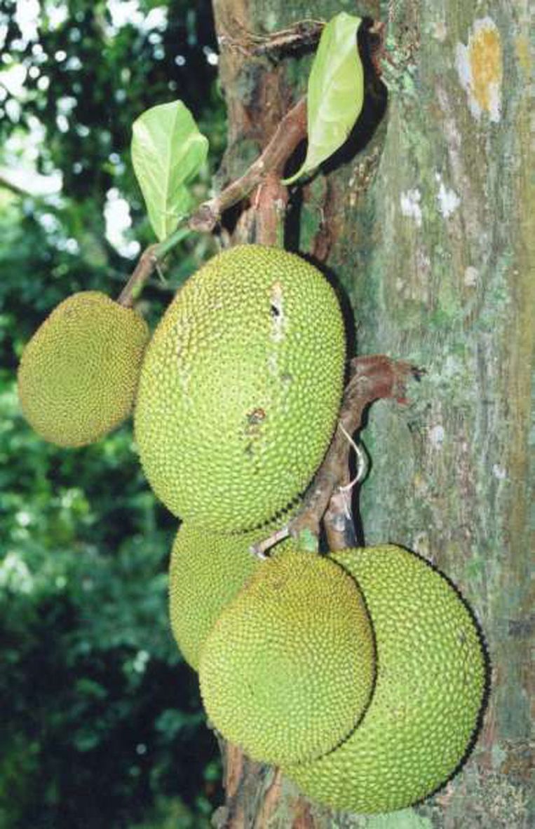 Jackfruit: het mirakelgewas van de toekomst? | Milieu ...