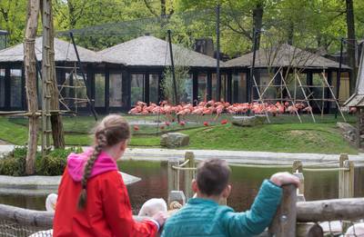 Precies 100 Cubaanse flamingo's in nieuw verblijf Ouwehands Rhenen