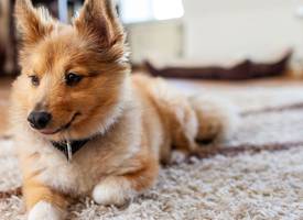 Zó krijg je alle honden- of kattenharen uit het tapijt
