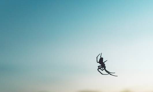 Giftige valse weduwe spin rukt op in Nederland en dit wil je erover weten