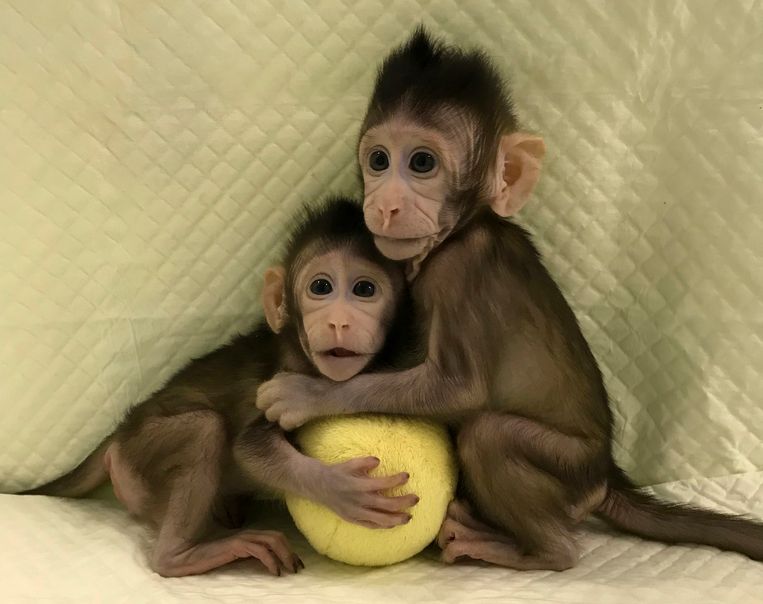 De aapjes Zhong Zhong en Hua Hua werden gekloond met dezelfde techniek als waarmee het schaap Dolly ter wereld kwam.