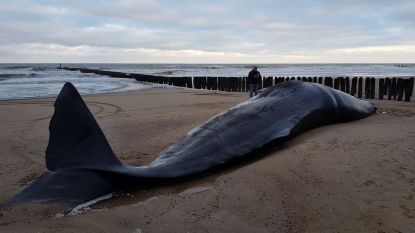 Potvis in Domburg overleed mogelijk door darminfectie