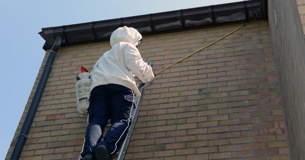 &quot;We verwijderen elke dag 25 nesten&quot; Leuven Regio HLN