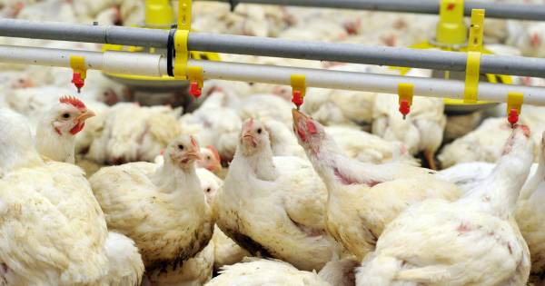 Kippenslachter Esbro: bovengemiddeld op welzijn en hygiëne, maar ook boetes