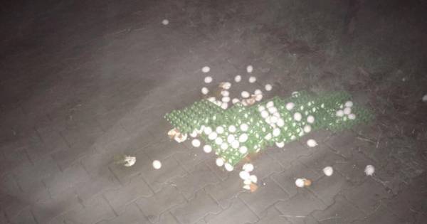 Weer raak bij kippenboer uit Bentelo: eieren gestolen en kapot gegooid - Tubantia