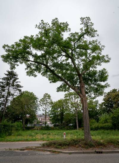 In Overbetuwe worden teveel bomen gekapt: lijst met ‘beschermde’ bomen moet redding brengen