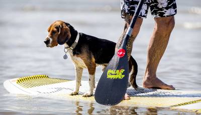 Morgen voorlopig laatste zomerse dag