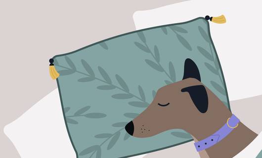 Slaapexpert vertelt: dít effect heeft een hond op je nachtrust