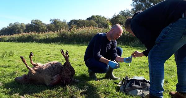 Schapen doodgebeten in Den Ham: 'Waarschijnlijk werk van een wolf'