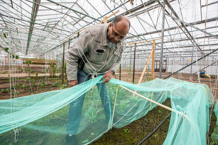 Ibrahim heeft een moestuintje bij Aad.