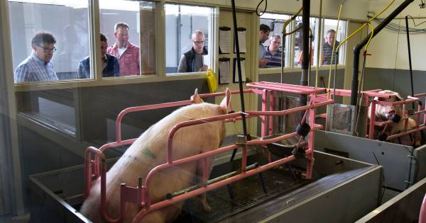 Victorie kraaien over varkenscentrum Sterksel schept verplichtingen | Cranendonck, Heeze-Leende - Ei