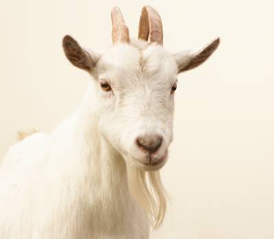 Vijftig Q-koortsslachtoffers melden zich op eerste dag voor financiële regeling