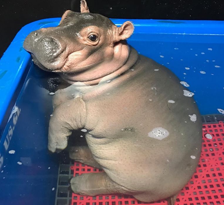 Fiona the Hippo