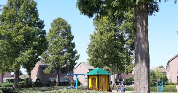Zeggenaren mogen meepraten over bomen | Roosendaal - BN DeStem