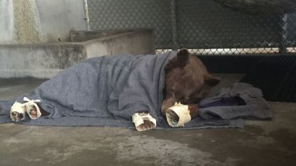 Deze beer raakte gewond bij hevige bosbrand en krijgt dankzij ongewone therapie tweede kans