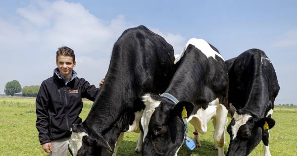 Chiel Goesten (18) uit Hedel is Europees kampioen koeien knippen en scheren - BD.nl