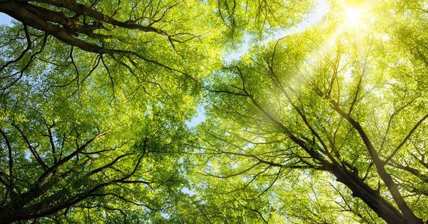 Neder-Betuwe zet volop in op groen