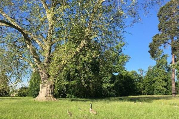 Versailles, une révolution au jardin