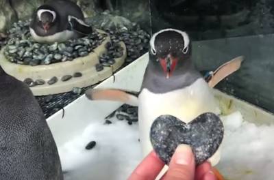 Dolverliefde homopinguïns broeden ei uit: 'Geweldige ouders'