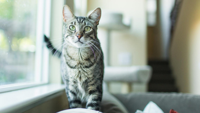 Pourquoi Votre Chat A Le Ventre Qui Pend Famille 7sur7be