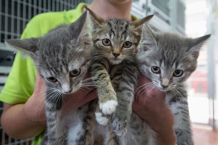 dok Lao Distilleren Asiel in Kampen komt om in de kittens: 'Het zijn er extreem veel' | Kampen  | destentor.nl