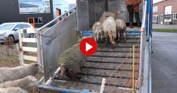 Blinde herder Henk uit Slagharen: 'Schapen afnemen is misselijke streek' - De Stentor